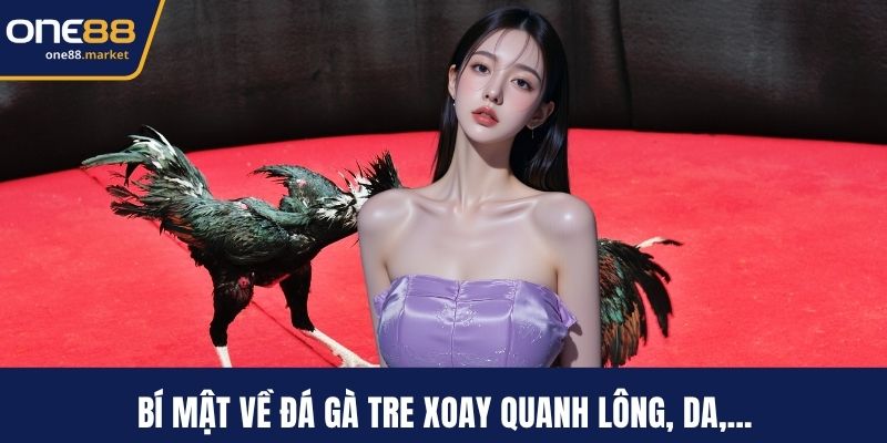 Bí mật về đá gà tre xoay quanh lông, da,...