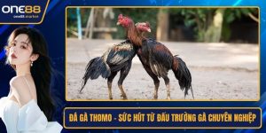 Đá gà thomo